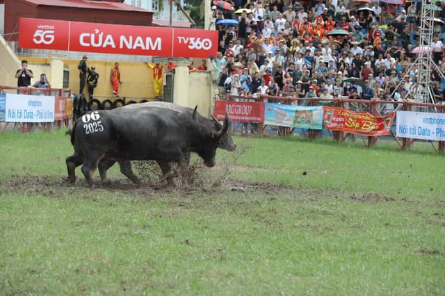Festival «Chọi trâu Đồ Sơn» (Buffalo Fighting)