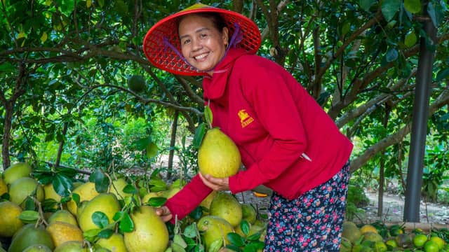 Фестиваль «Văn hóa – Du lịch Đại Bình 2026» (культура и туризм деревни Дайбинь)