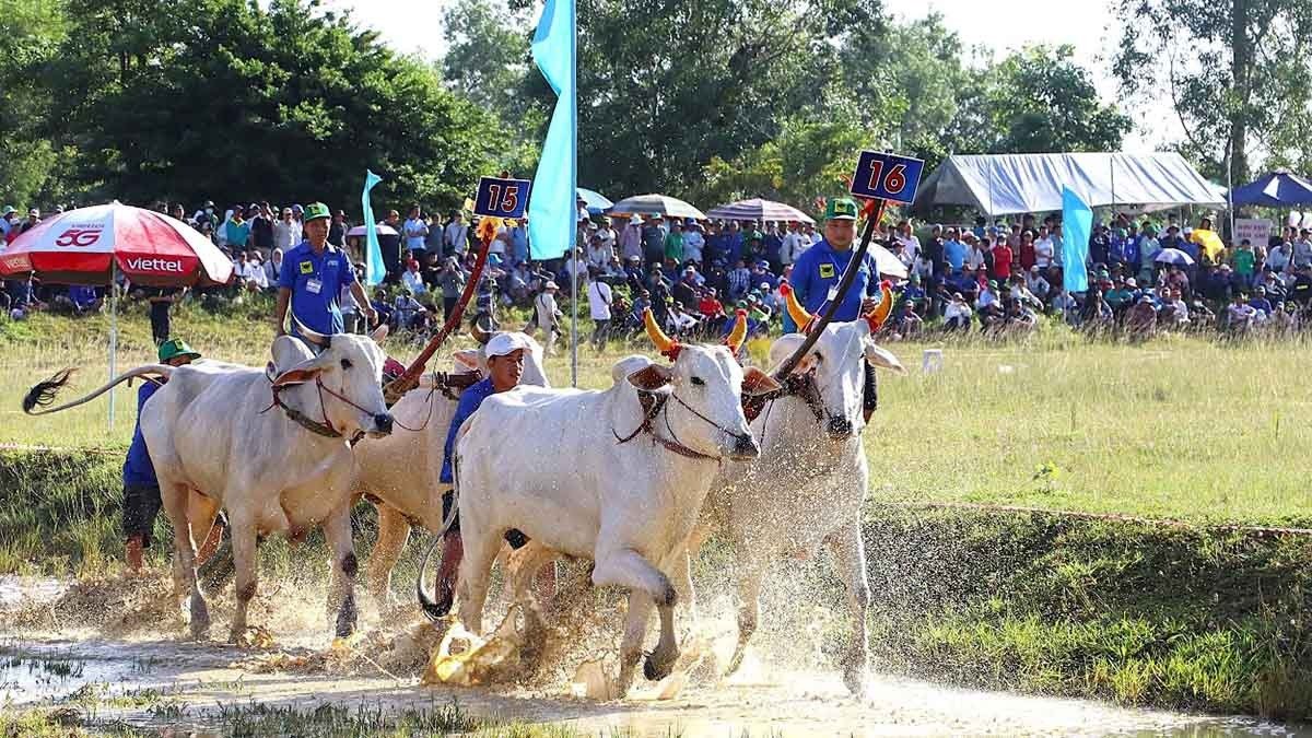 Ox race «Hội đua bò Bảy Núi» (Bảy Núi ox racing festival, 31st edition)