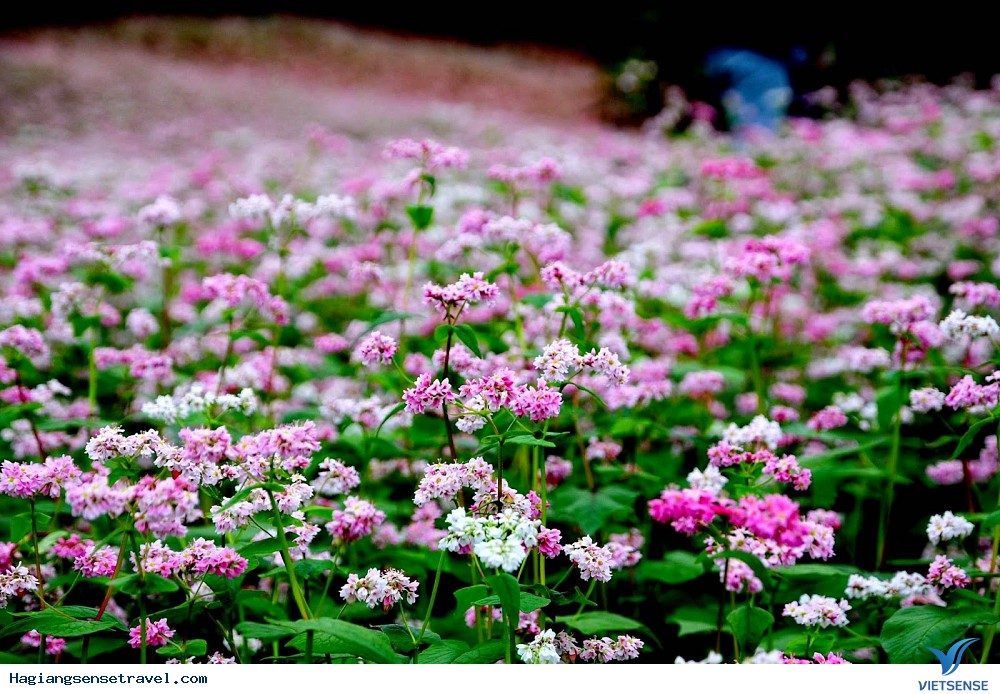 Festival «Hoa tam giác mạch» (Buckwheat Flower)
