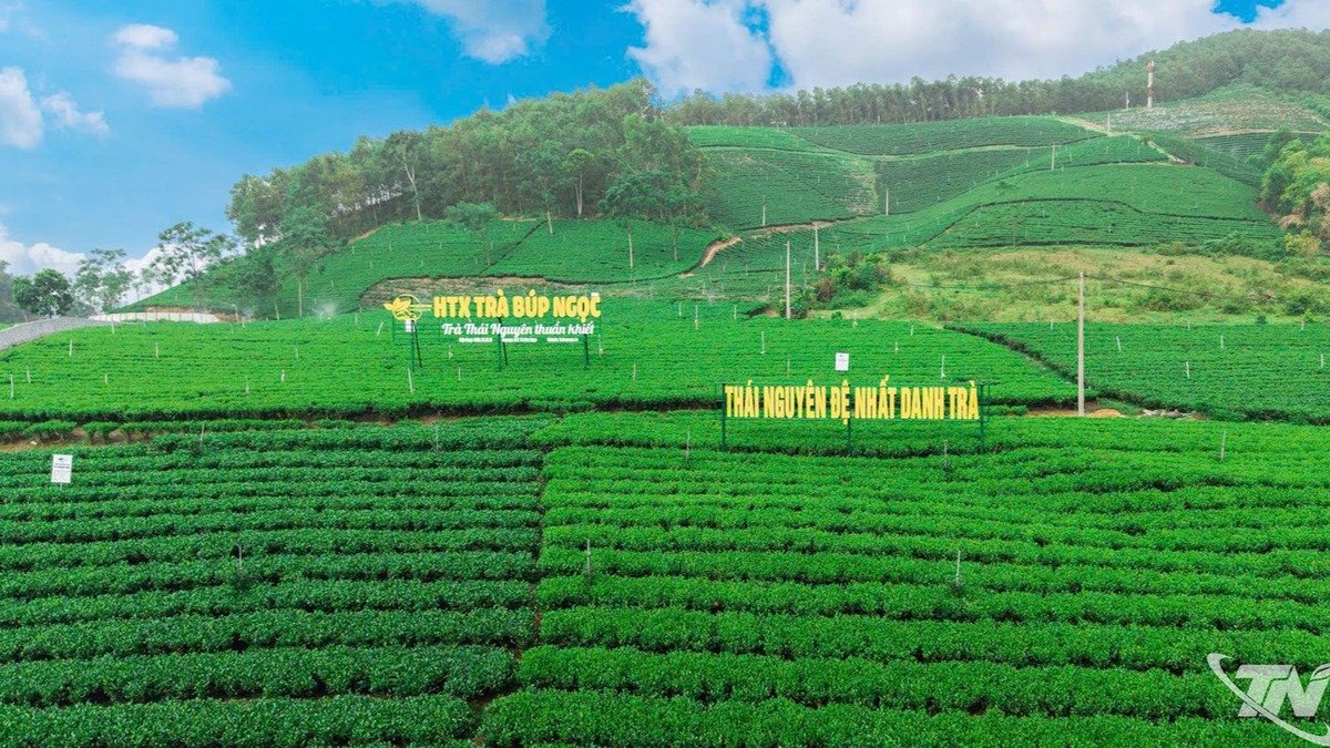 Tea festival «Festival Trà Quốc tế - Thái Nguyên 2026» (International Tea Festival)